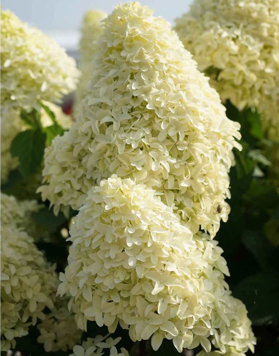 Hydrangea paniculata "Skyfall"